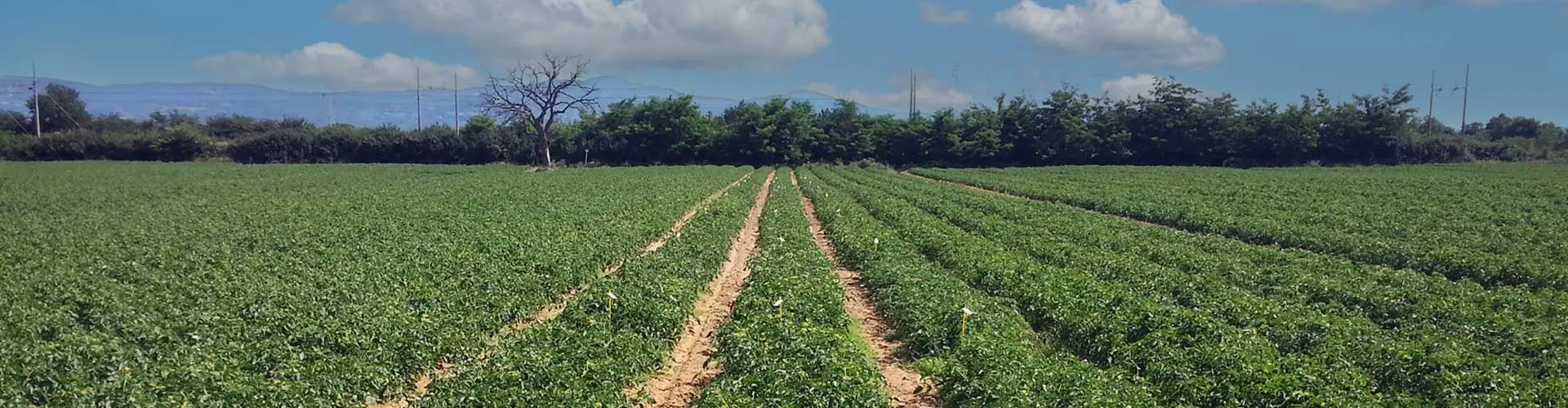 Campagna modenese